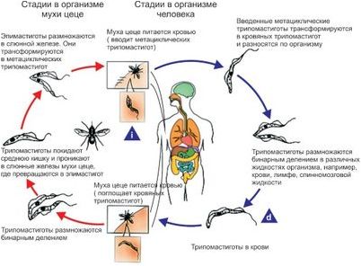 болезнь болезнь